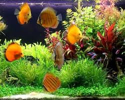 Cara Memelihara Ikan Hias Di Akuarium Http Bibitbunga Com Blog Cara Memelihara Ikan Hias Di Akuarium Akuarium Ikan Air Tawar