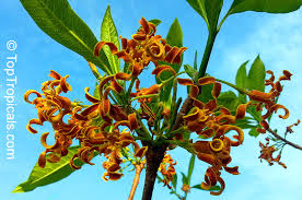 Image result for Strophanthus nicholsonii