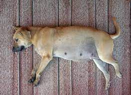 Your Pregnant Dog: Signs Of A Troubled Labor - Ann Arbor Animal Hospital