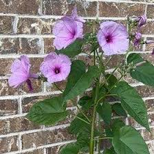 Image result for Ipomoea carnea
