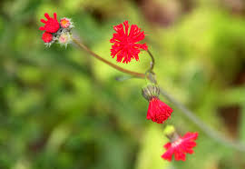 Image result for Emilia coccinea