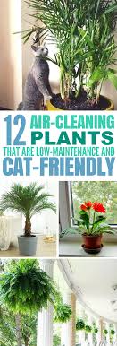 12 Common House Plants That Filter Your Air All Day Avec Images Bricolage Jardin Plante Interieur Plante