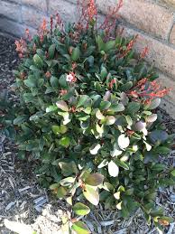 We did not find results for: Plant I D Please Common Landscape Plant With Small Pink Flowers And Dark Purple Blue Berries Mocking Birds Eat The Berries Gardening