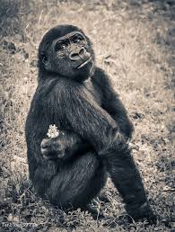 صور قرد Animals Gorilla Great Ape