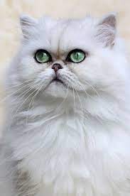 Cat eye colour is determined by their coat colour so her eyes should stay blue. Colourfulxmas Couldn T Find A Chinchilla Persian As Beautiful As Mine But The Eye Colour Is Quite Close Here Persian Kittens Cats Persian Cat