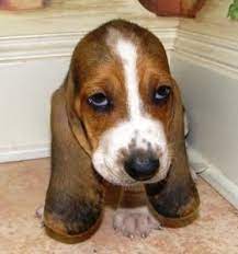 Basset hound puppies houston texas. No One Puts Baby In The Corner Hound Puppies Basset Hound Puppy Basset Puppies