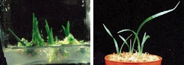 We did not find results for: Lon Capa Botanik Online Protoplasten Und Gewebekulturen Meristem Und Kalluskulturen