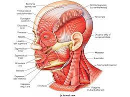 Superficial muscles are the muscles closest to the skin surface and can usual. Pin On Forensics Barbie