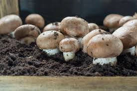 The tray should be about 8 inches deep to hold compost, peat moss, and the spores. Growing Mushrooms At Home A Step By Step Guide