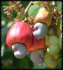 More images for cashew nut fruit tree » Buy Cashew Fruit Trees For Sale Pepesplants Com Tropical Fruit Trees For Sale Online At Pepe S Fruit Trees