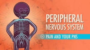 Lecture presentation recorded by dr. Peripheral Nervous System Crash Course A P 12 Youtube