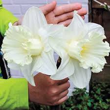 Shop Mount Hood Daffodil Breck S Daffodil Bulbs Daffodils Narcissus