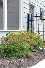 Maybe you would like to learn more about one of these? Why You Should Grow Beautiful Bleeding Heart Plants On Sutton Place