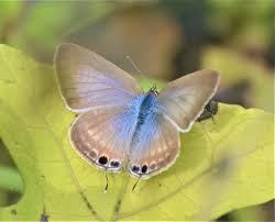 Image result for Oedina congdoniana