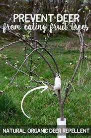 I also just planted a raspberry patch that will need protection. Prevent Deer From Eating Fruit Trees Natural Organic Deer Repellent Whole Fed Homestead