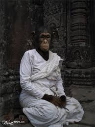 Meditative Monkey Lustige Tiere Coole Bilder Tiere
