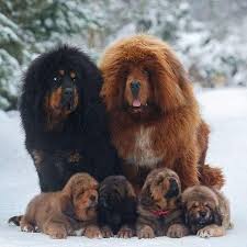 Whoops In 2020 Tibetan Mastiff Dog Tibetan Dog Breeds Tibetan Dog