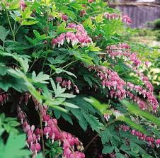 You can also add composted cow manure to the mix to enrich the soil around the vine's rootball. Old Fashioned Bleeding Heart Wyoming Plant Company