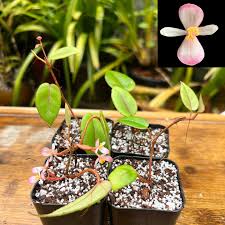 Image result for Begonia elaeagnifolia