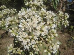 Image result for Vernonia amygdalina