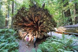 So we ended up in an interior area where multiple sites are crammed together in a small group area. In Search Of Giants