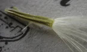 Image result for Pegolettia senegalensis