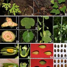 Image result for Harveya alectroides