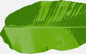 4 000 vectors stock photos psd files. Daun Pisang Masakan Thailand Daun Daun Rumput Png Pngegg