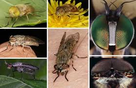 Companies such as black and decker, harbor freight tools, emerson, sunbeam, viatek, and bell and howell offer numerous ultrasonic pest repellent home improvement warehouses, garden centers and online retailers commonly sell the varying types of ultrasonic ant and pest repellent devices. Visual Ecology Of Flies With Particular Reference To Colour Vision And Colour Preferences Springerlink
