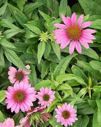 Purple Coneflower A Great Plains Native That Birds Pollinators Love Pollination Native Plants Great Plains