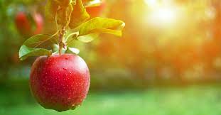 And out of the ground the lord god made to spring up every tree that is pleasant to the sight and good for food. What Was The Forbidden Fruit In The Bible It S Meaning And Significance