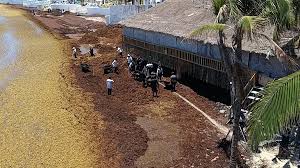 La marea de sargazo escala en Quintana Roo: la mitad de las playas del sur ya está en alerta