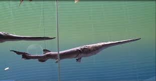 Are you searching for 2021 calendar png images or vector? The Chinese Paddlefish Is A New Addition To These Extinct Animals Cgtn