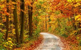 Free Download Autumn Forest Landscape 4k Ultra Hd Wallpaper Hd Wallpapers 2880x1800 For Your Desktop Mobile Tablet Explore 57 Autumn Forest Wallpaper Fall Forest Wallpaper Free Desktop Wallpaper Autumn Fall forest hd desktop wallpaper : autumn forest wallpaper