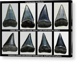 Recognize white shark teeth by their broad, triangular shape. Fossil Great White Shark Teeth Acrylic Print By Werner Lehmann