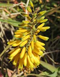 Image result for Aloiampelos tenuior