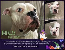 Mon dieu, the french bulldog is now new york's top dog! Image May Contain Dog And Text Nyc Dogs Cute Marshmallows Animal Rescue