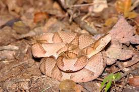 The American Copperhead Snake Agkistrodon Contortrix Snake Poisonous Snakes Natural Environment