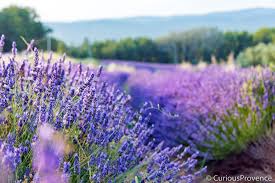Bistrots de pays, restaurants gastronomiques : Guide To Lavender In Provence Curious Provence