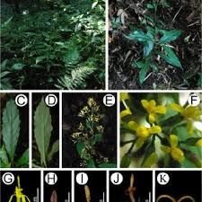 Image result for Senecio auriculatissimus