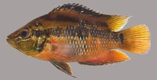 Black And White Striped Fish Florida Yellowbelly Cichlid In 2020 Cichlids Florida Fish Fish Gallery