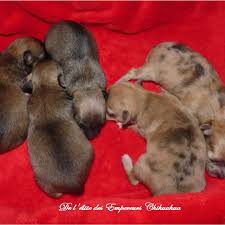 Portee Merle Et Fauve Chien Merle Fauve