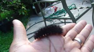 Check spelling or type a new query. Giant Leopard Moth Caterpillar Hypercompe Scribonia Youtube
