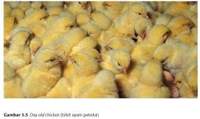 Cara budidaya burung merpati pedaging dengan membuat sebuah kandang yang menjadi faktor utama yang menjadikan sarana merpati berkembang. Materi Wirausaha Produk Produk Budidaya Ternak Unggas Petelur Pustaka Belajar