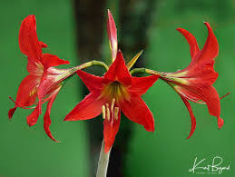 Image result for Hippeastrum puniceum