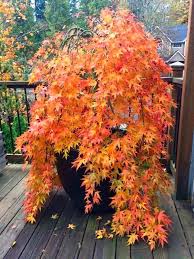 With Green Palmate Leaves That Are Generally Characteristic Of Upright Varieties Ryusen Is A Weeping Form With Rapid Growt In 2020 Japanese Garden Plants Tea Garden