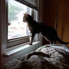 It can occur in any breed or gender of cat. Our Cat Has Pancreatic Cancer And Three Months To Live Nablopomo Pittsburgh Lesbian Correspondents