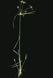 Image result for Cyperus rigidifolius