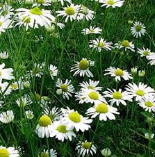 Teh bunga chamomile punya sifat menenangkan dan relaksasi pada otot. Cara Menanam Bunga Chamomile Dari Biji Bibitbunga Com