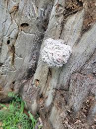 Mushroom growing on dead ash stump?